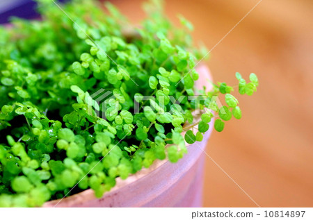 嬰兒葉 嬰兒葉 10814897