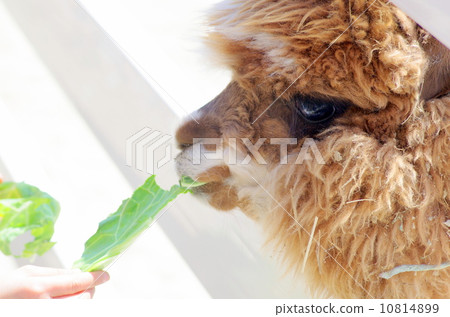 Alpaca Alpaca 10814899