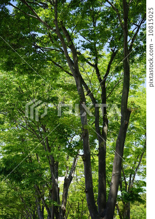 新鮮的綠色街道樹 10815025