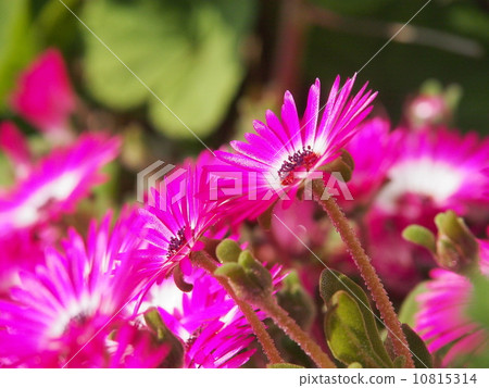 Livingston Daisy 10815314