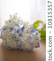 hydrangea   10815357