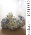 hydrangea   10815359