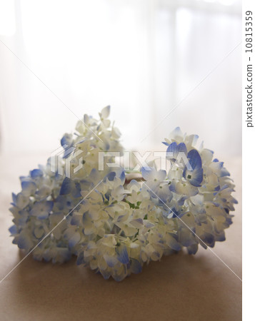 hydrangea   10815359