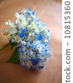 hydrangea   10815360
