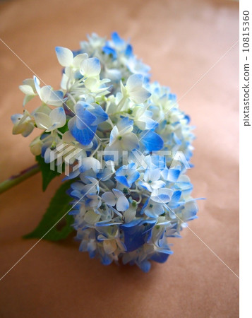 繡球 繡球 10815360