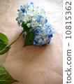 hydrangea   10815362