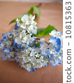 hydrangea   10815363