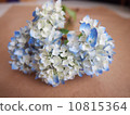 hydrangea   10815364
