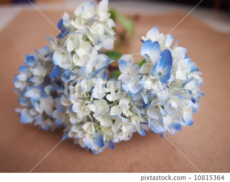 hydrangea   10815364