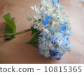 hydrangea   10815365