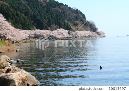 Kaizu Osaki櫻花 10815697