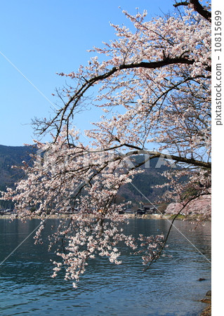 Kaizu Osaki cherry tree 10815699