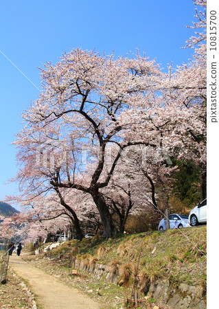 Kaizu Osaki cherry tree 10815700