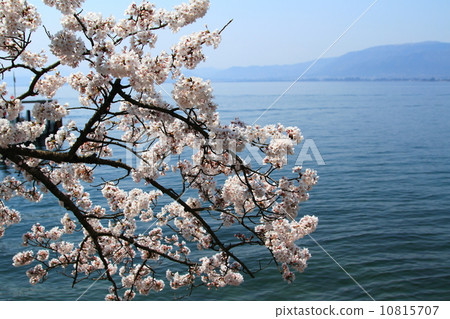 Kaizu Osaki cherry tree 10815707