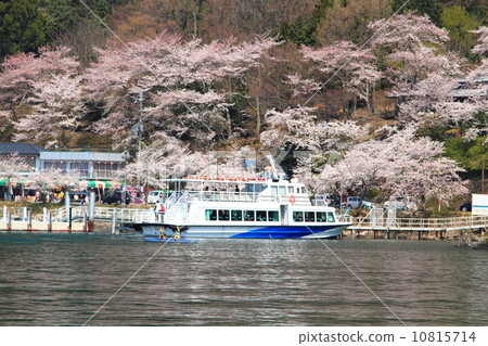 Kaizu Osaki cherry tree 10815714