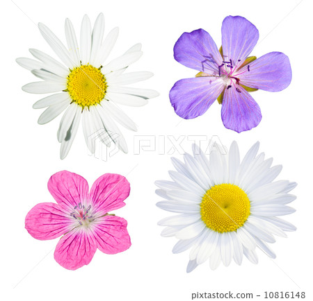 Wild flowers collection 10816148