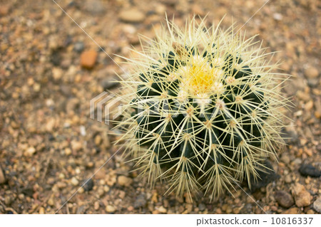 Cactus in Desert Cactus in Desert 10816337