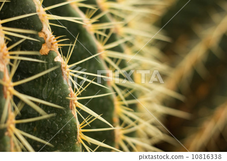 Closeup cactus needles Closeup cactus needles 10816338