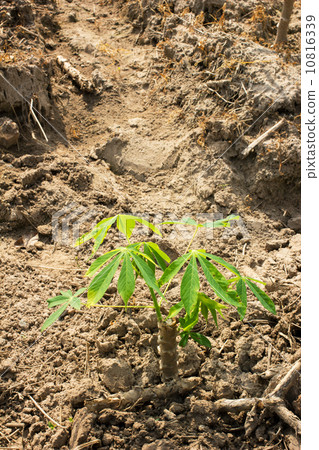 Cassava or manioc young plant field 10816339
