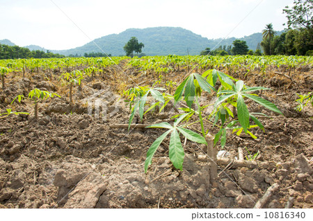 Cassava or manioc young plant field Cassava or manioc young plant field 10816340