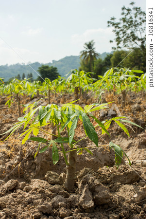 Cassava or manioc young plant field 10816341