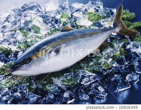 Freshly caught yellowtail, fresh fish, yellowtail on ice, image material 10816349