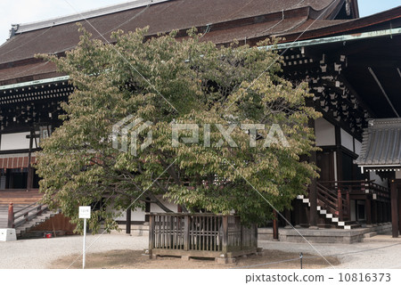 Kyoto Imperial Palace Shrine Plaza Cherry Blossoms 10816373