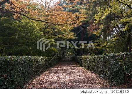 京都御苑 京都御苑 10816380