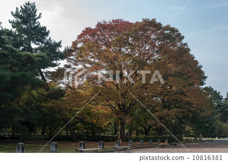 京都御苑 京都御苑 10816381