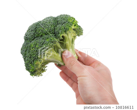 Fresh broccoli in hand for cooking. On a white background. 10816611