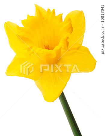 Daffodil flower or narcissus isolated on white background cutout Daffodil flower or narcissus isolated on white background cutout 10817043