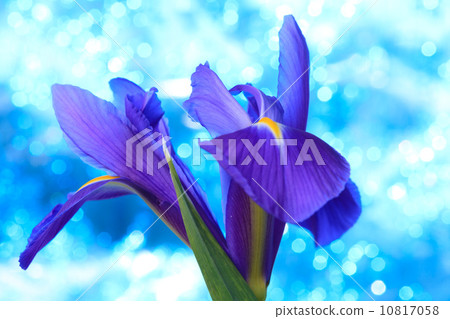 Beautiful blue iris flowers background Beautiful blue iris flowers background 10817058