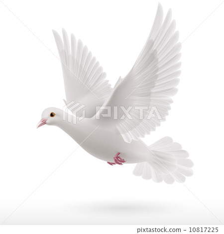 White dove 10817225