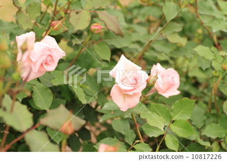 Roses of May 10817226