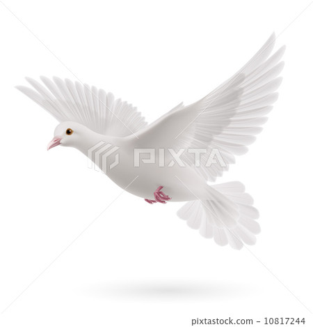 White dove 10817244