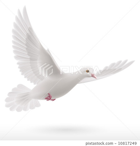 White dove 10817249