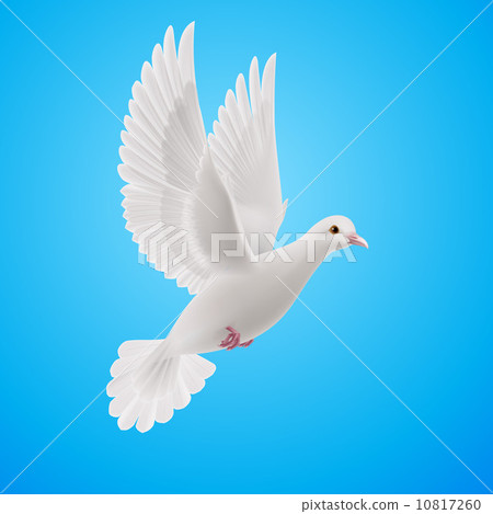 White dove 10817260