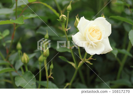 Roses of May Roses of May 10817270