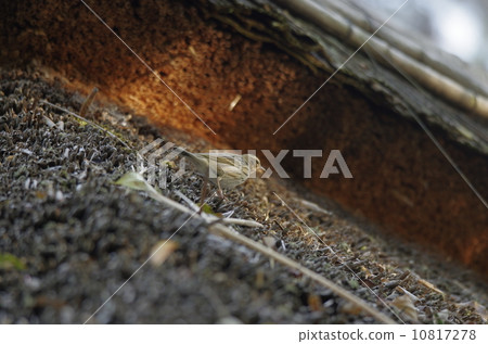 Binzui在岡山後樂園的茅草屋頂上行走 Binzui在岡山後樂園的茅草屋頂上行走 10817278