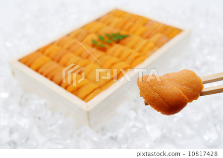 Uni Uni 10817428