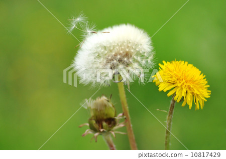Dandelion Dandelion 10817429