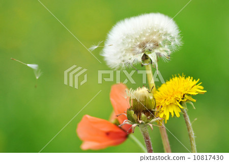 Dandelion Dandelion 10817430