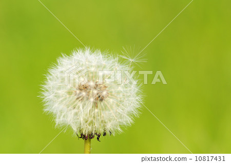蒲公英 蒲公英 10817431