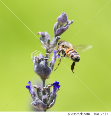 Bee and Lavender Bee and Lavender 10817514