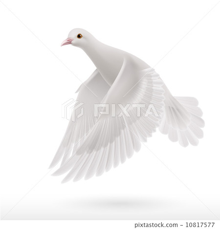 White dove White dove 10817577
