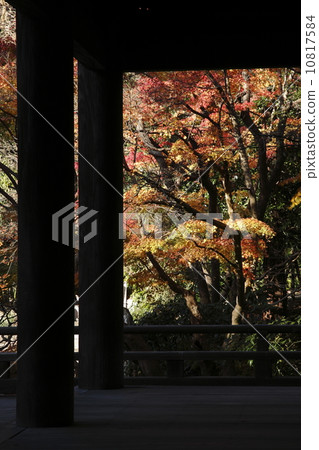 秋葉_鎌倉·Myoji寺 10817584