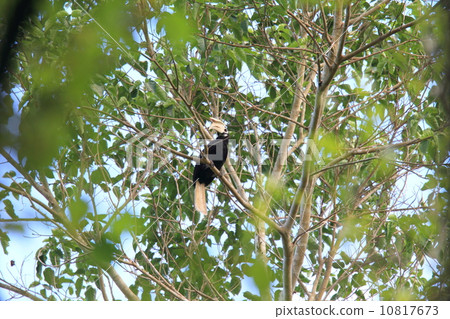 Palawan's hornbill 10817673