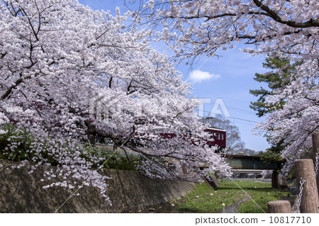 Hyogo Prefecture Nishinomiya City Shukugawa Park Sakura and Hankyu Train Hyogo Prefecture Nishinomiya City Shukugawa Park Sakura and Hankyu Train 10817710
