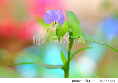 草藥的顏色變化 10817885