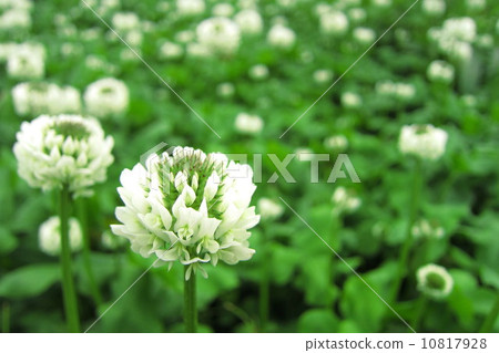 White cloud 10817928